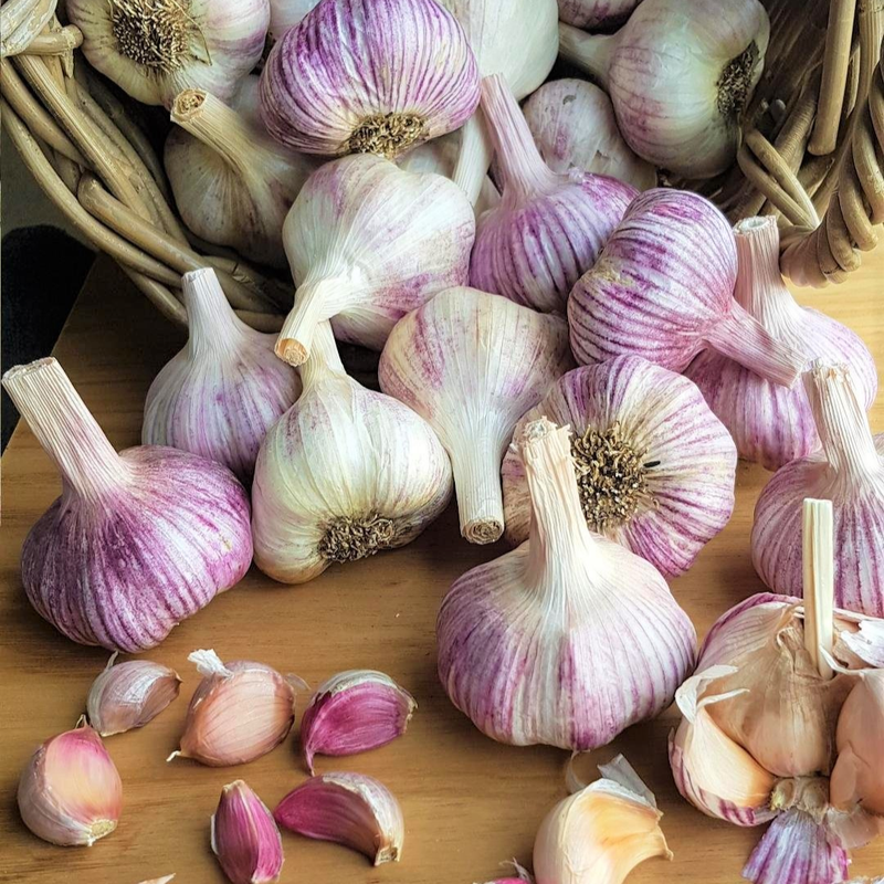 4 Purple Stripe Garlic Bulbs for Planting - High Yields, Non-GMO, Suitable for Home Gardening Vegetable