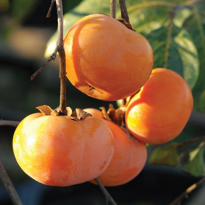 Fuyu Persimmon Tree - 6 to 12 Inch Tall | Sweet Fruit Fuyu Persimmon Tree for Garden