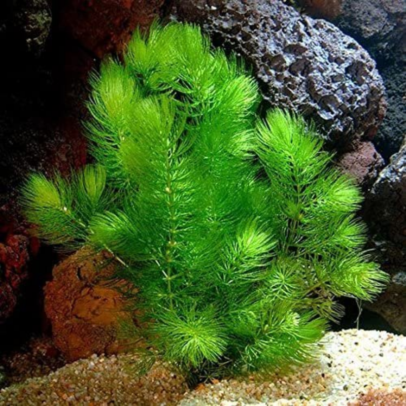 Hornwort Aquatic Plant for Aquarium - Live Freshwater Aquarium Plants for Fish Tank