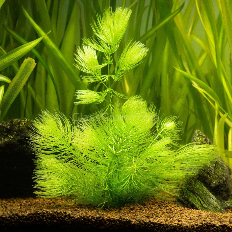 Hornwort Aquatic Plant for Aquarium - Live Freshwater Aquarium Plants for Fish Tank