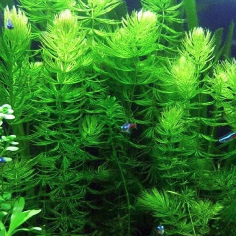Hornwort Aquatic Plant for Aquarium - Live Freshwater Aquarium Plants for Fish Tank