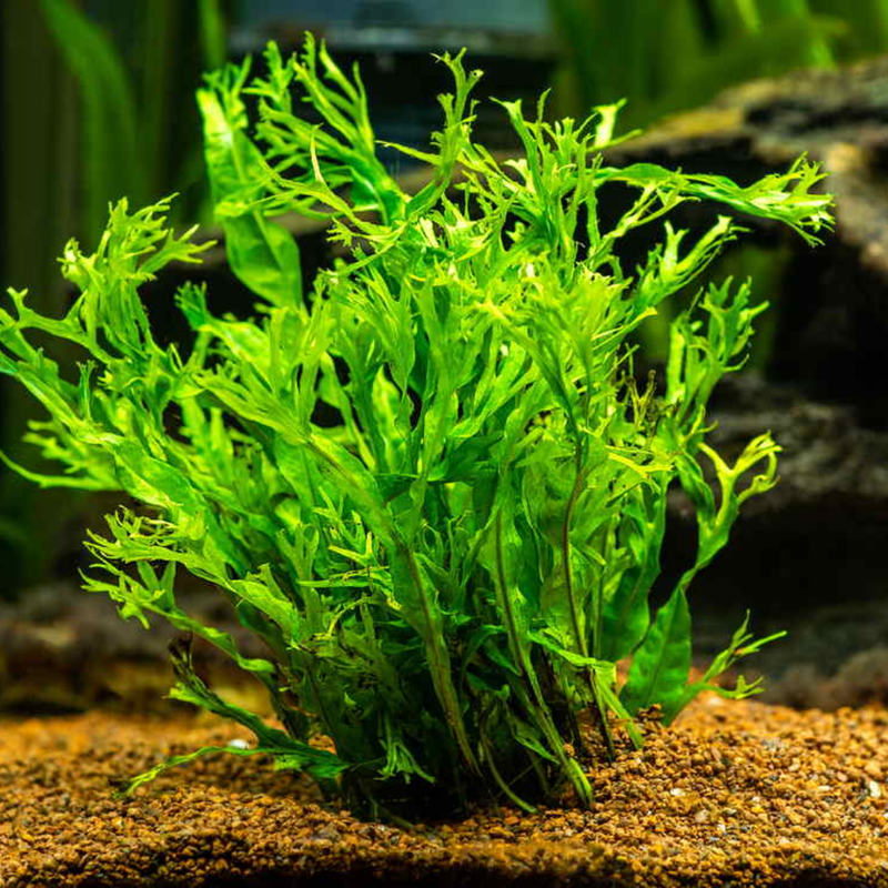 Live Aquarium Plant - Aquatic Java Fern Microsorum Pteropus Potted Plant - Perfect Freshwater Aquarium Decoration