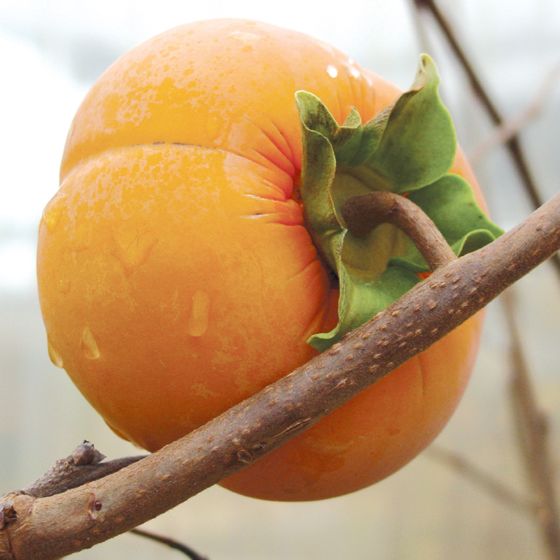 Fuyu Persimmon Tree - 6 to 12 Inch Tall | Sweet Fruit Fuyu Persimmon Tree for Garden