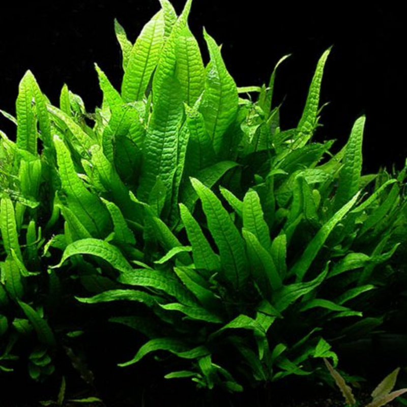 Live Aquarium Plant - Aquatic Java Fern Microsorum Pteropus Potted Plant - Perfect Freshwater Aquarium Decoration