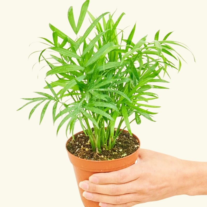 Parlor Palm Plant Live - 4 Inch Pot - Elegant Indoor Palm for Home, Office, & Living Spaces