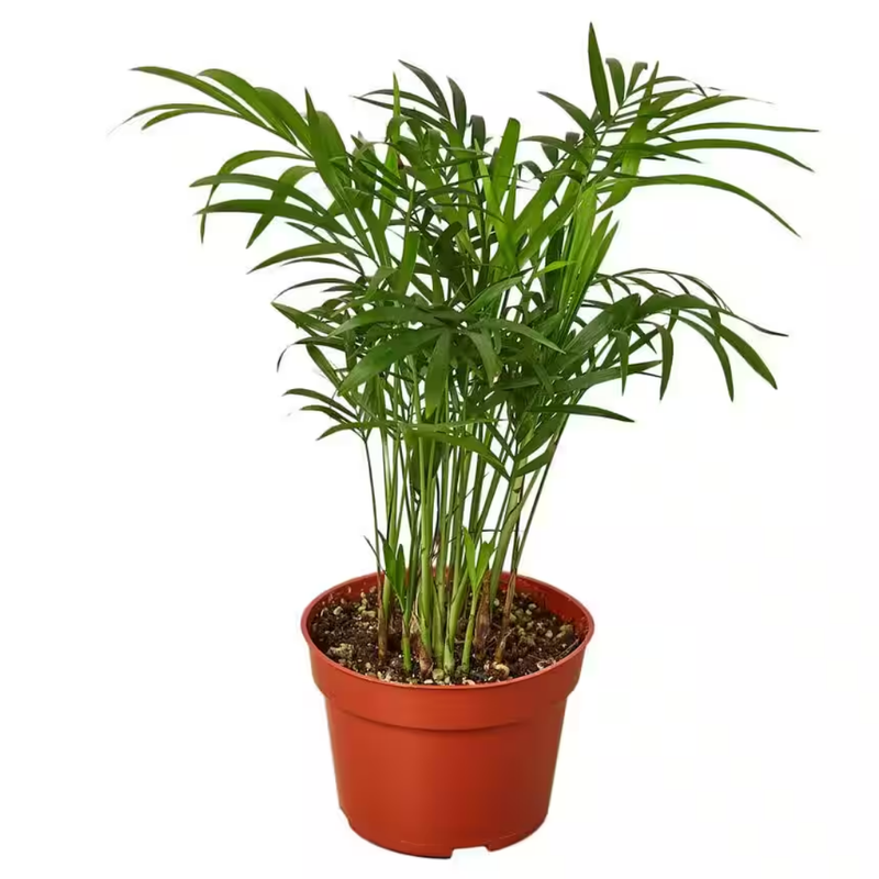 Parlor Palm Plant Live - 4 Inch Pot - Elegant Indoor Palm for Home, Office, & Living Spaces