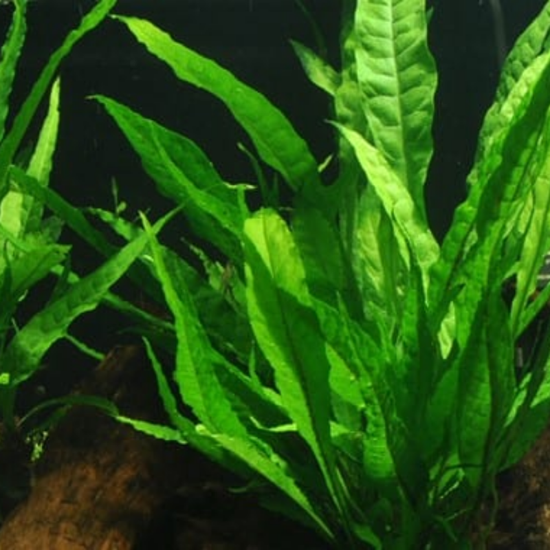 Live Aquarium Plant - Aquatic Java Fern Microsorum Pteropus Potted Plant - Perfect Freshwater Aquarium Decoration