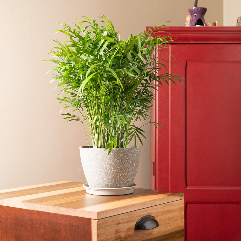 Parlor Palm Plant Live - 4 Inch Pot - Elegant Indoor Palm for Home, Office, & Living Spaces