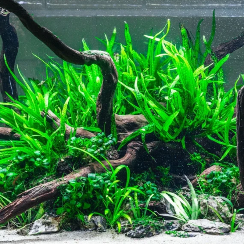 Live Aquarium Plant - Aquatic Java Fern Microsorum Pteropus Potted Plant - Perfect Freshwater Aquarium Decoration