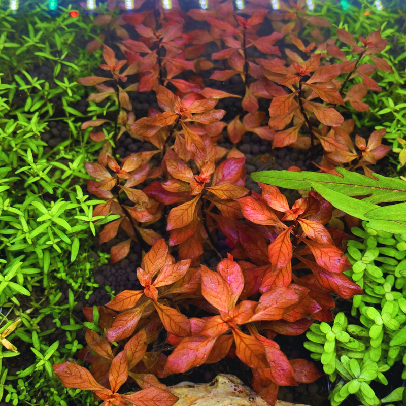Aquarium Plants Live - Aquatic Ludwigia Repens Dark Red Aquarium Plants in 2" Pot for Freshwater Fish Tank
