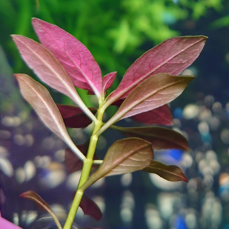 Aquarium Plants Live - Aquatic Ludwigia Repens Dark Red Aquarium Plants in 2" Pot for Freshwater Fish Tank