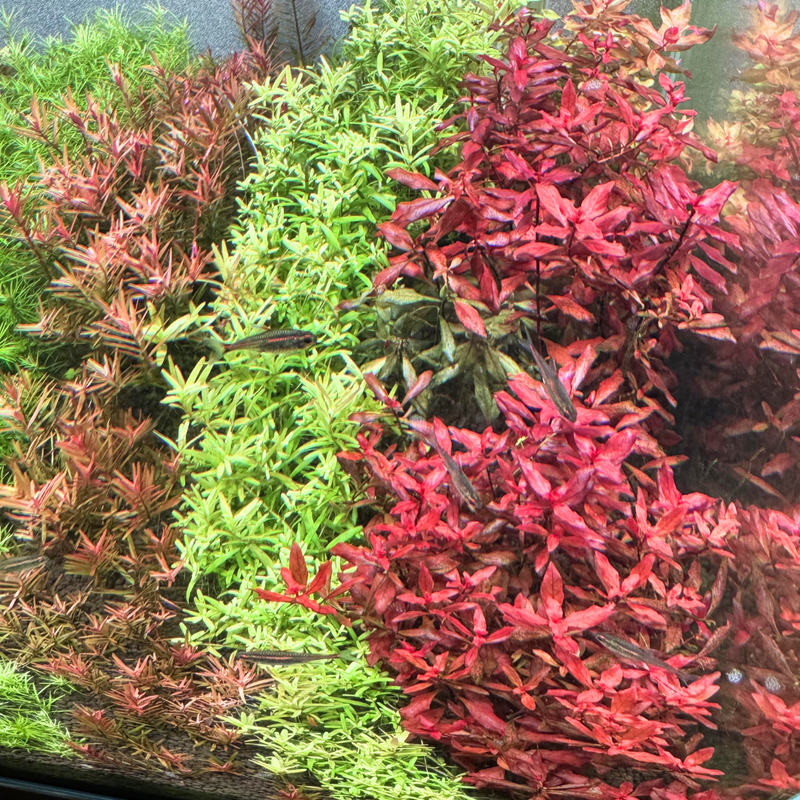 Aquarium Plants Live - Aquatic Ludwigia Repens Dark Red Aquarium Plants in 2" Pot for Freshwater Fish Tank