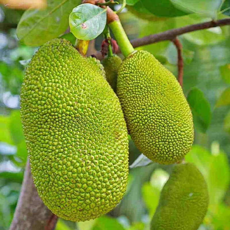 Jackfruit Tree Plant – 1-2 Ft Tall | Exotic Jackfruit Tree for Garden - Sweet Tropical Fruit