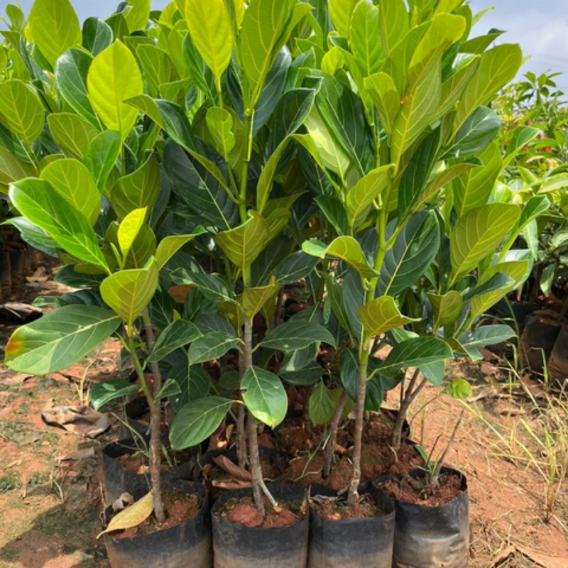 Jackfruit Tree Plant – 1-2 Ft Tall | Exotic Jackfruit Tree for Garden - Sweet Tropical Fruit