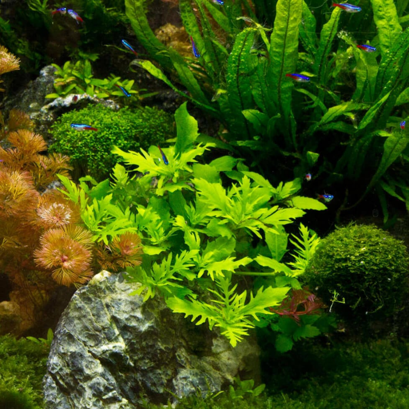6 Live Aquarium Plants - Aquatic Premium Assorted Green Plant Pack for Fish Tanks | Ideal for Freshwater Aquariums