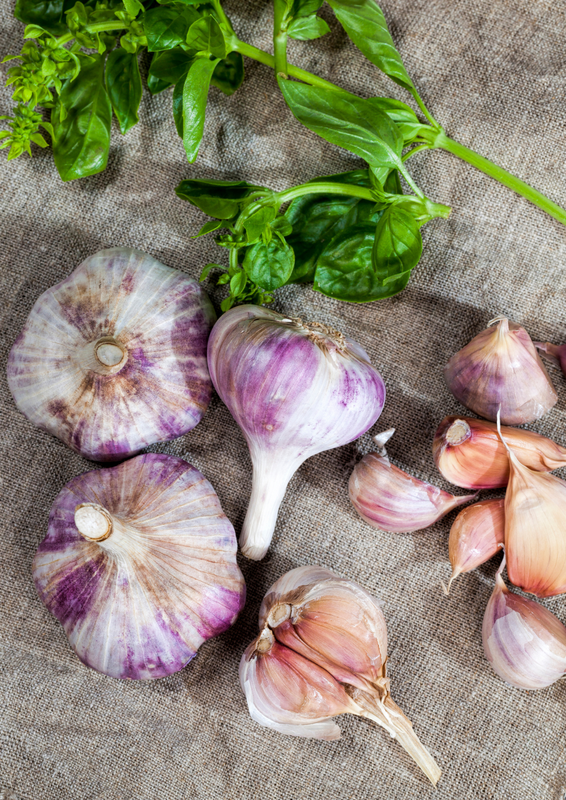 4 Purple Stripe Garlic Bulbs for Planting - High Yields, Non-GMO, Suitable for Home Gardening Vegetable