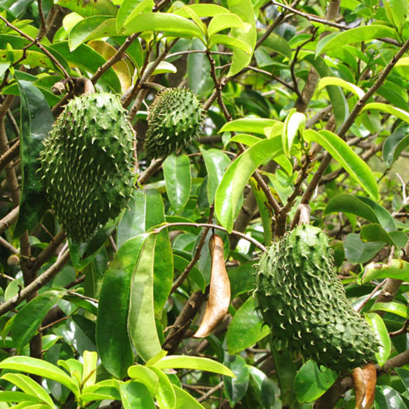 Soursop Fruit Tree Plant – 1-2 Ft Tall | Soursop Tree for Garden - Tropical Fruit with Unique Flavor