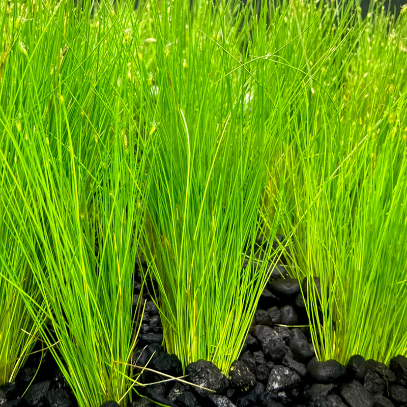 Dwarf Aquatic Hairgrass Plant Live (Eleocharis Parvula) - Live Aquarium Plants for Freshwater Fish Tank