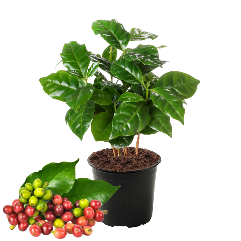 Arabica Coffee Plant - 4 Inc Pot - Coffee Beans Plant Live for Planting Indoor - Houseplant Gift for Coffee Lovers