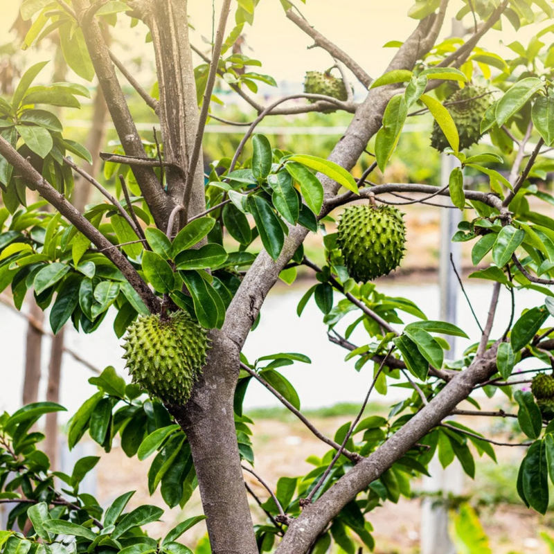 Soursop Fruit Tree Plant – 1-2 Ft Tall | Soursop Tree for Garden - Tropical Fruit with Unique Flavor