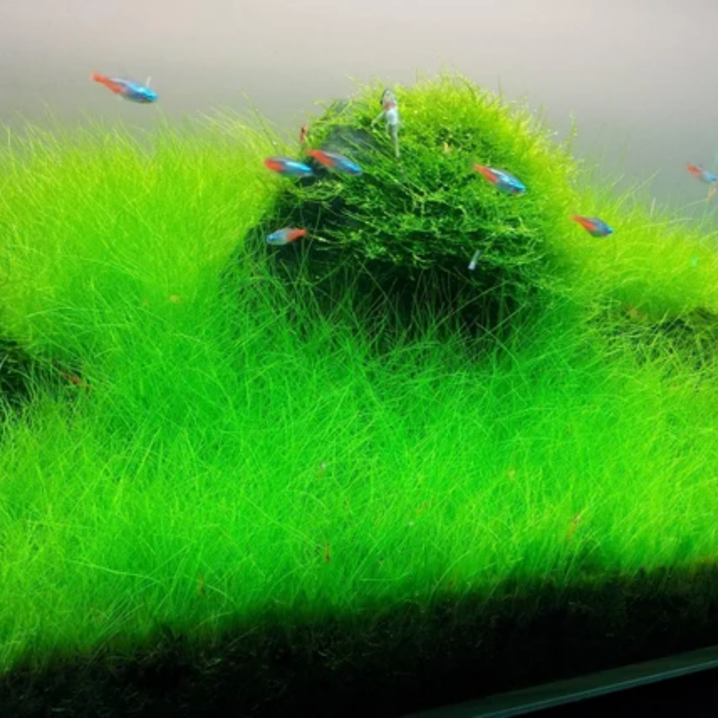 Dwarf Aquatic Hairgrass Plant Live (Eleocharis Parvula) - Live Aquarium Plants for Freshwater Fish Tank