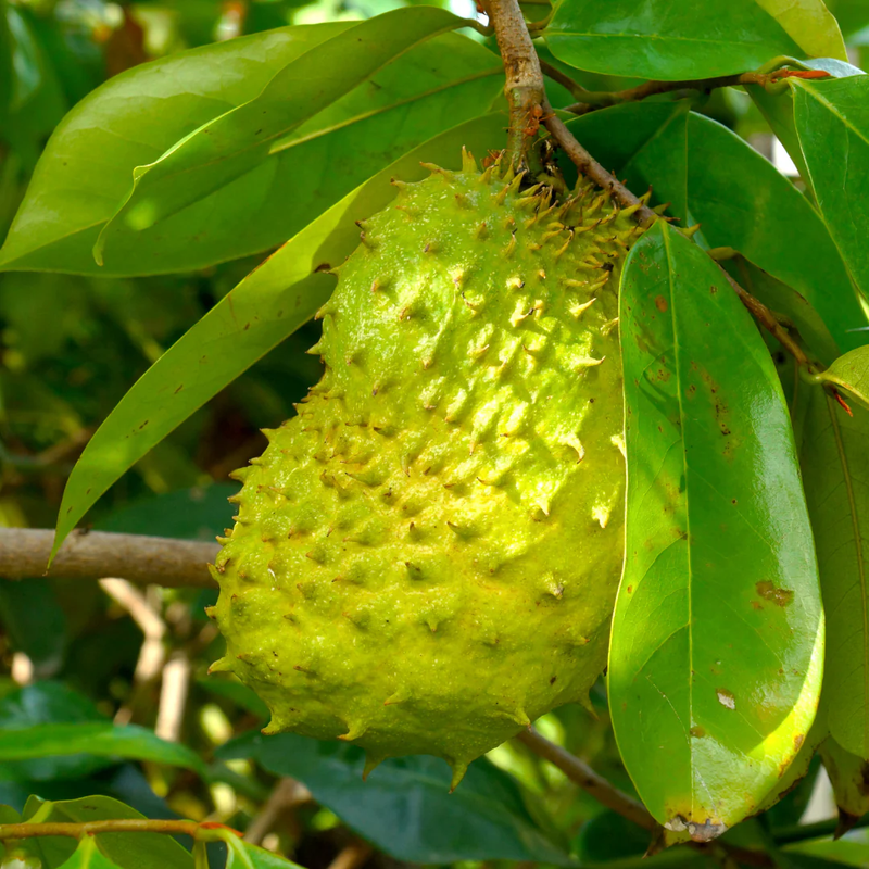 Soursop Fruit Tree Plant – 1-2 Ft Tall | Soursop Tree for Garden - Tropical Fruit with Unique Flavor