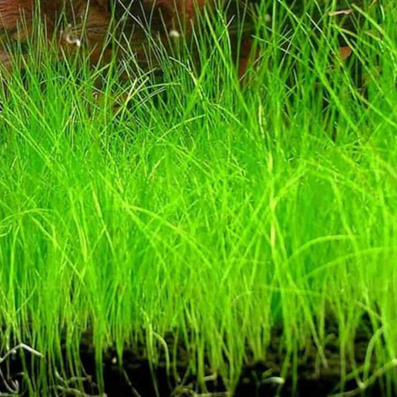 Dwarf Aquatic Hairgrass Plant Live (Eleocharis Parvula) - Live Aquarium Plants for Freshwater Fish Tank