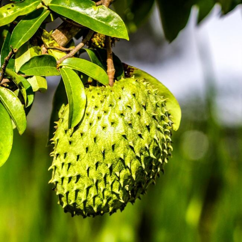 Soursop Fruit Tree Plant – 1-2 Ft Tall | Soursop Tree for Garden - Tropical Fruit with Unique Flavor