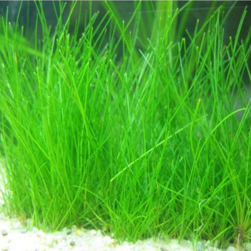 Dwarf Aquatic Hairgrass Plant Live (Eleocharis Parvula) - Live Aquarium Plants for Freshwater Fish Tank