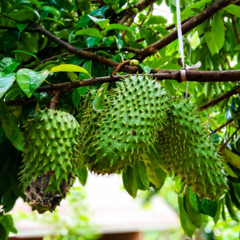 Soursop Fruit Tree Plant – 1-2 Ft Tall | Soursop Tree for Garden - Tropical Fruit with Unique Flavor