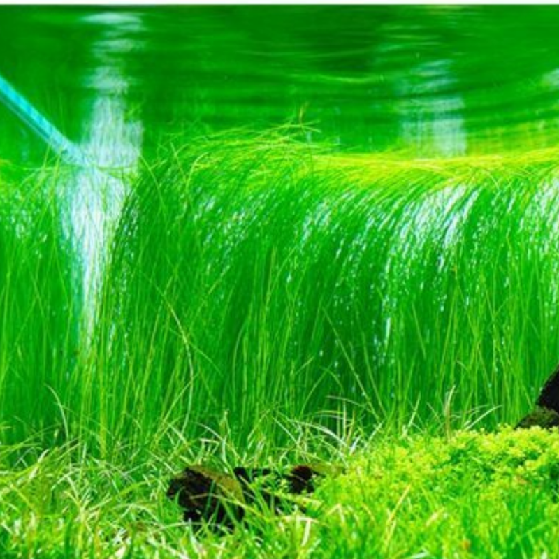 Dwarf Aquatic Hairgrass Plant Live (Eleocharis Parvula) - Live Aquarium Plants for Freshwater Fish Tank