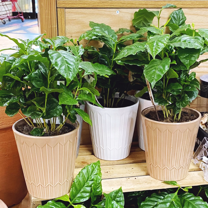 Arabica Coffee Plant - 4 Inc Pot - Coffee Beans Plant Live for Planting Indoor - Houseplant Gift for Coffee Lovers