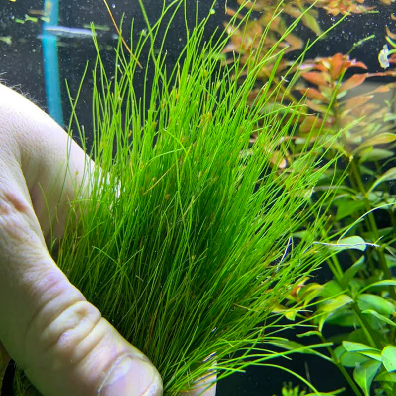 Dwarf Aquatic Hairgrass Plant Live (Eleocharis Parvula) - Live Aquarium Plants for Freshwater Fish Tank