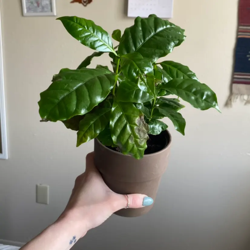 Arabica Coffee Plant - 4 Inc Pot - Coffee Beans Plant Live for Planting Indoor - Houseplant Gift for Coffee Lovers
