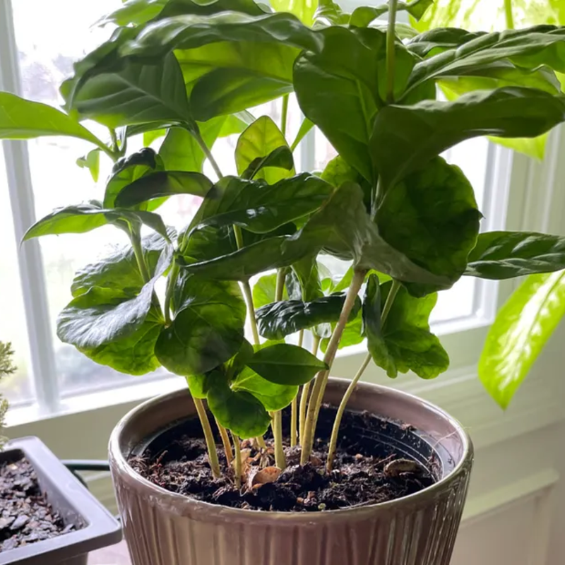 Arabica Coffee Plant - 4 Inc Pot - Coffee Beans Plant Live for Planting Indoor - Houseplant Gift for Coffee Lovers
