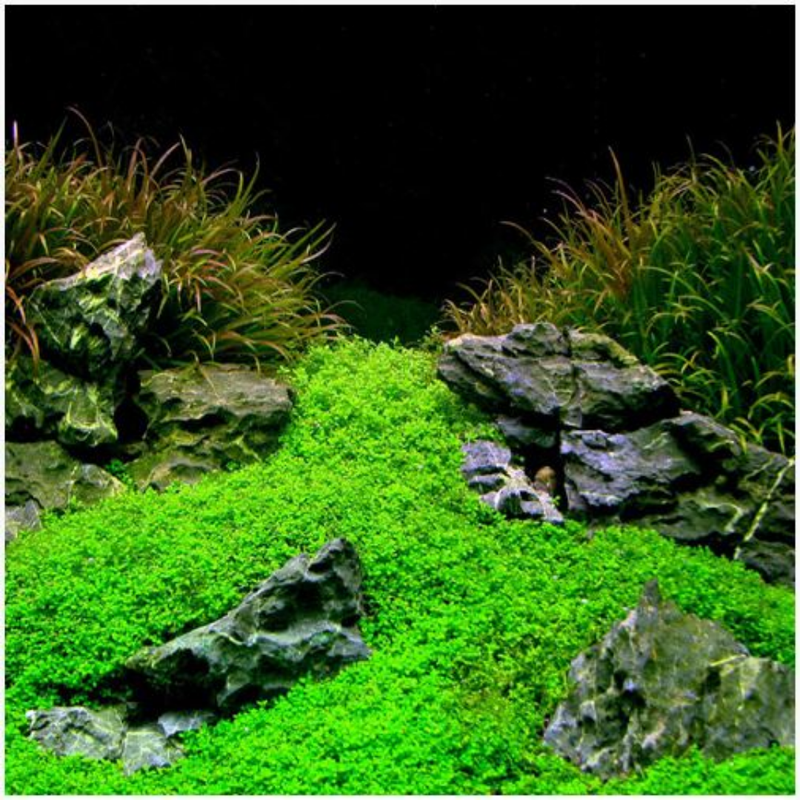 3 Pack Dwarf Aquatic Baby Tears Micranthemum Plant Live - Live Aquarium Plants for Fish Tank