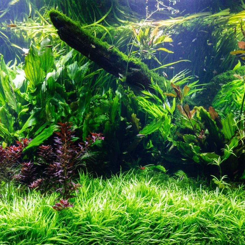 6 Live Aquarium Plants - Aquatic Premium Assorted Green Plant Pack for Fish Tanks | Ideal for Freshwater Aquariums