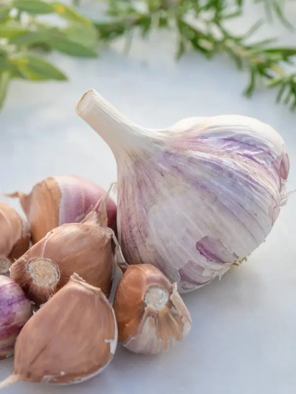 4 Purple Stripe Garlic Bulbs for Planting - High Yields, Non-GMO, Suitable for Home Gardening Vegetable