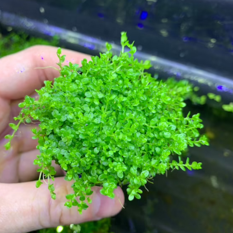 3 Pack Dwarf Aquatic Baby Tears Micranthemum Plant Live - Live Aquarium Plants for Fish Tank