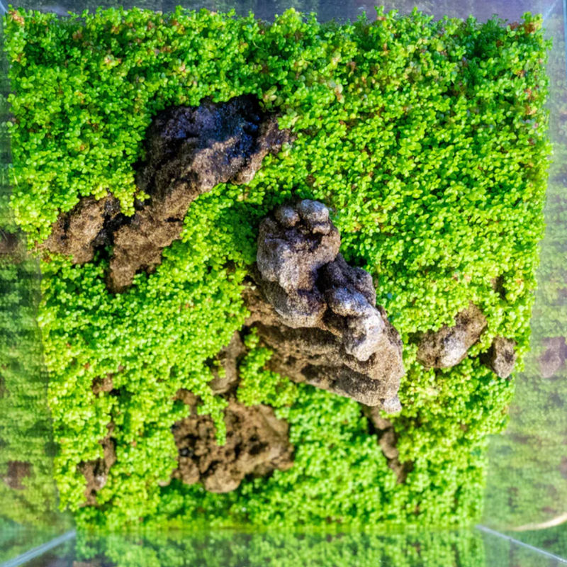 3 Pack Dwarf Aquatic Baby Tears Micranthemum Plant Live - Live Aquarium Plants for Fish Tank
