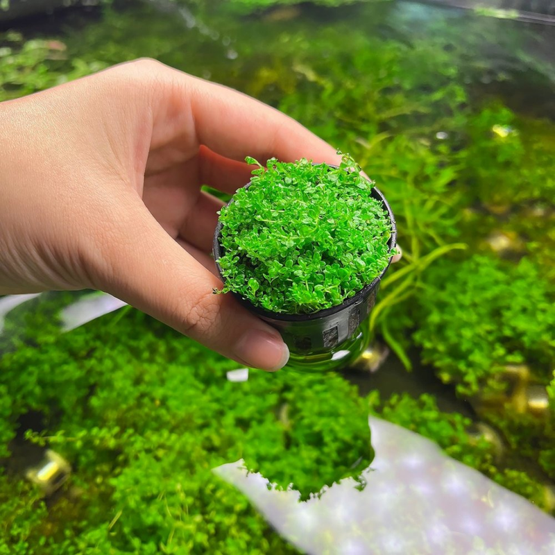 3 Pack Dwarf Aquatic Baby Tears Micranthemum Plant Live - Live Aquarium Plants for Fish Tank