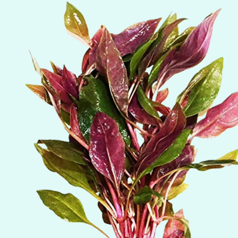 Dwarf Aquatic Plant Cardinal Easy Live Aquarium Plant Live - Lobelia Cardinalis for Freshwater Tanks