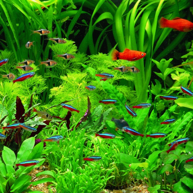 6 Live Aquarium Plants - Aquatic Premium Assorted Green Plant Pack for Fish Tanks | Ideal for Freshwater Aquariums