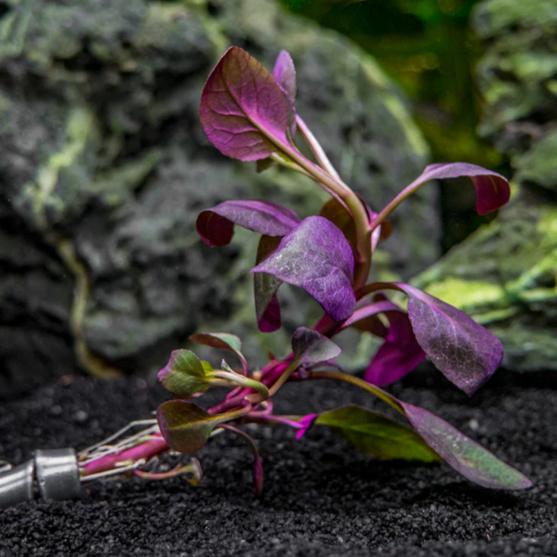 Dwarf Aquatic Plant Cardinal Easy Live Aquarium Plant Live - Lobelia Cardinalis for Freshwater Tanks