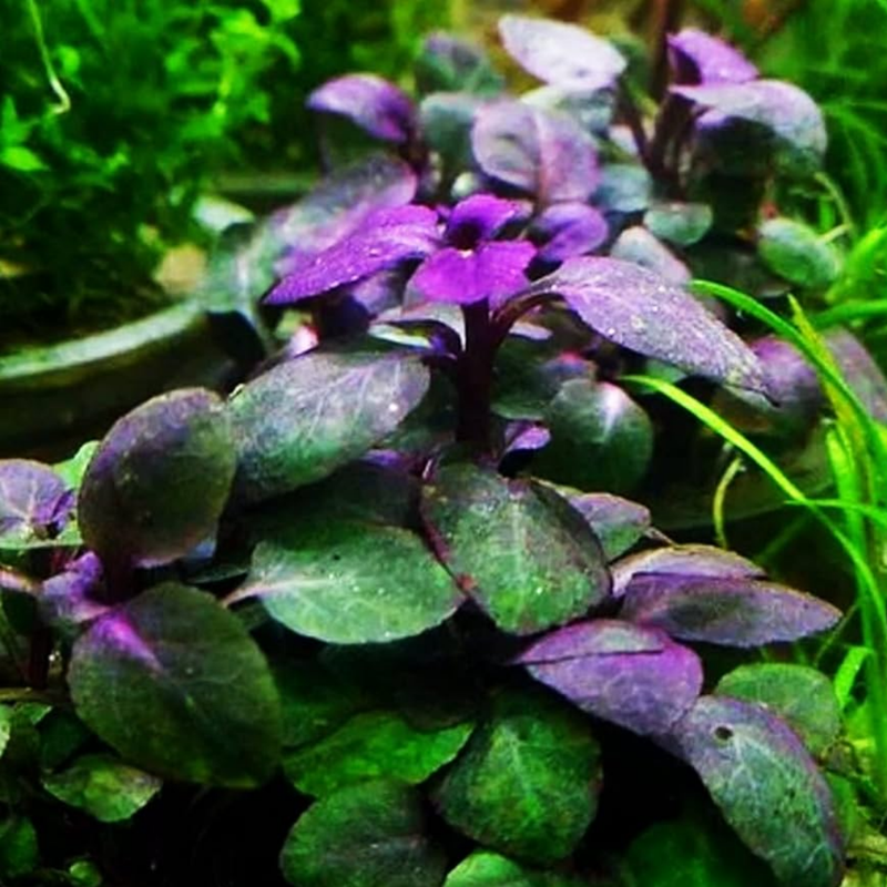 Dwarf Aquatic Plant Cardinal Easy Live Aquarium Plant Live - Lobelia Cardinalis for Freshwater Tanks