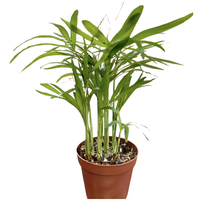 Parlor Palm Plant Live - 4 Inch Pot - Elegant Indoor Palm for Home, Office, & Living Spaces