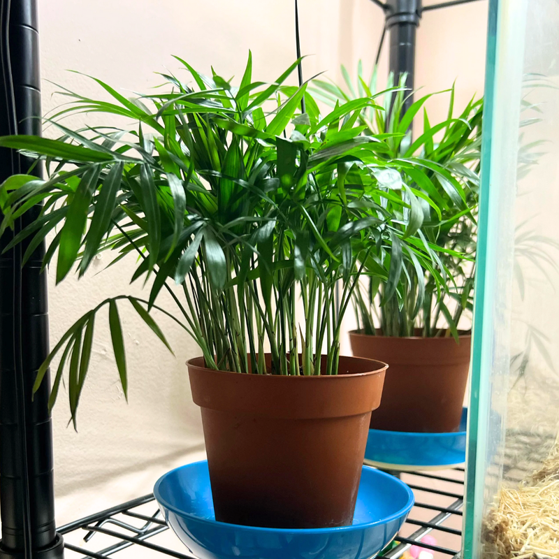 Parlor Palm Plant Live - 4 Inch Pot - Elegant Indoor Palm for Home, Office, & Living Spaces