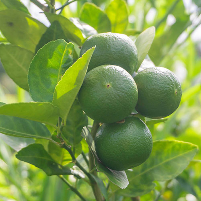 Key Lime Tree Bush Plant – 1-2 Ft Tall | Key Lime Bush for Garden, Sweet Fruit