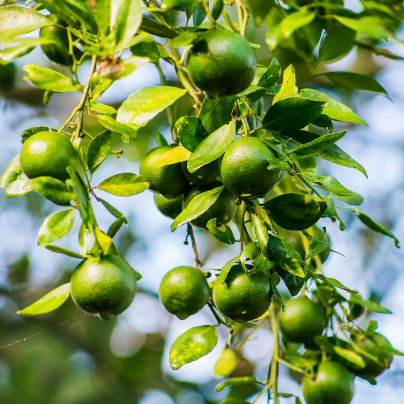 Key Lime Tree Bush Plant – 1-2 Ft Tall | Key Lime Bush for Garden, Sweet Fruit
