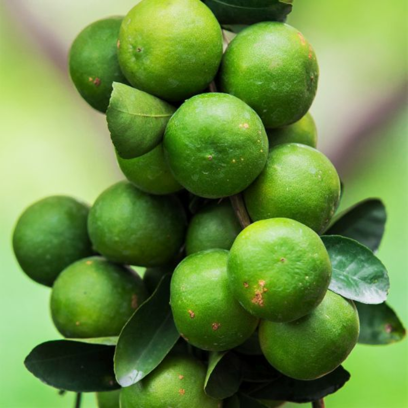 Key Lime Tree Bush Plant – 1-2 Ft Tall | Key Lime Bush for Garden, Sweet Fruit